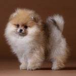szpic miniaturowy pomeranian